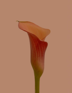 mikrostrona